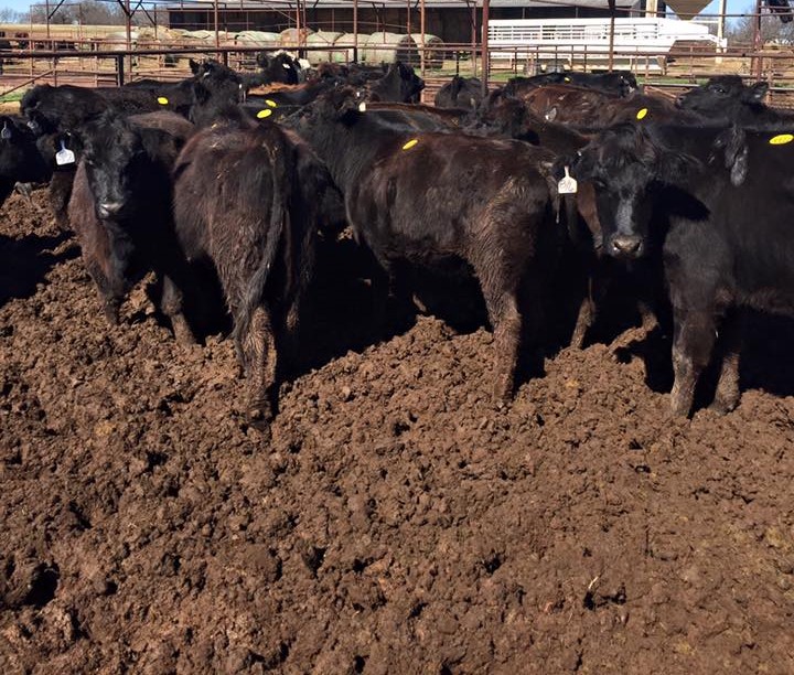 Black Angus, bred , replacement heifers/cows, cowcalf pairs and bulls